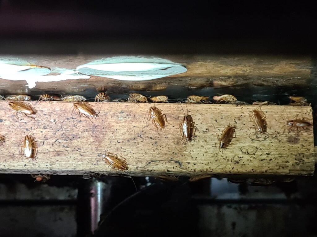 aerohub-pest-management