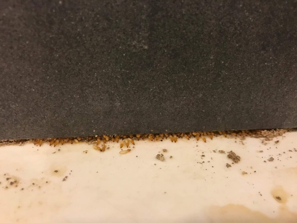 aerohub-pest-management