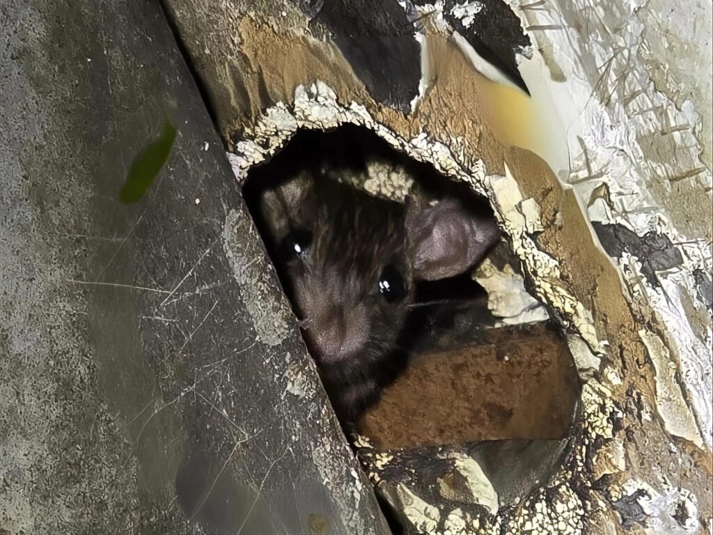 aerohub-pest-management